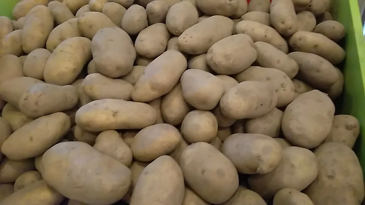 Producție scăzută de cartofi în România. Fermierii anunță cea mai mică recoltă din 2015 încoace