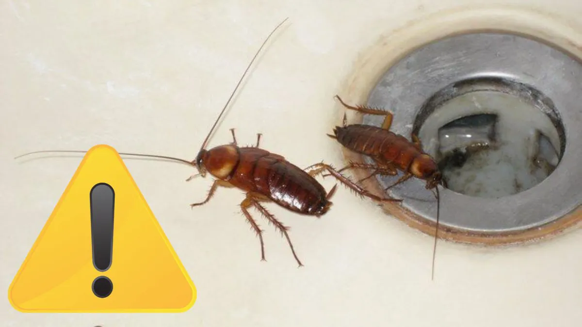 Insecta din România care poate trăi fără cap. Este prezentă peste tot