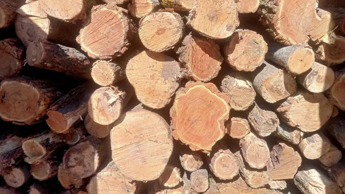 Un român a postat pe TikTok cât costă lemnele de foc în Elveția. ”Nu mai faceți figuri în România!”