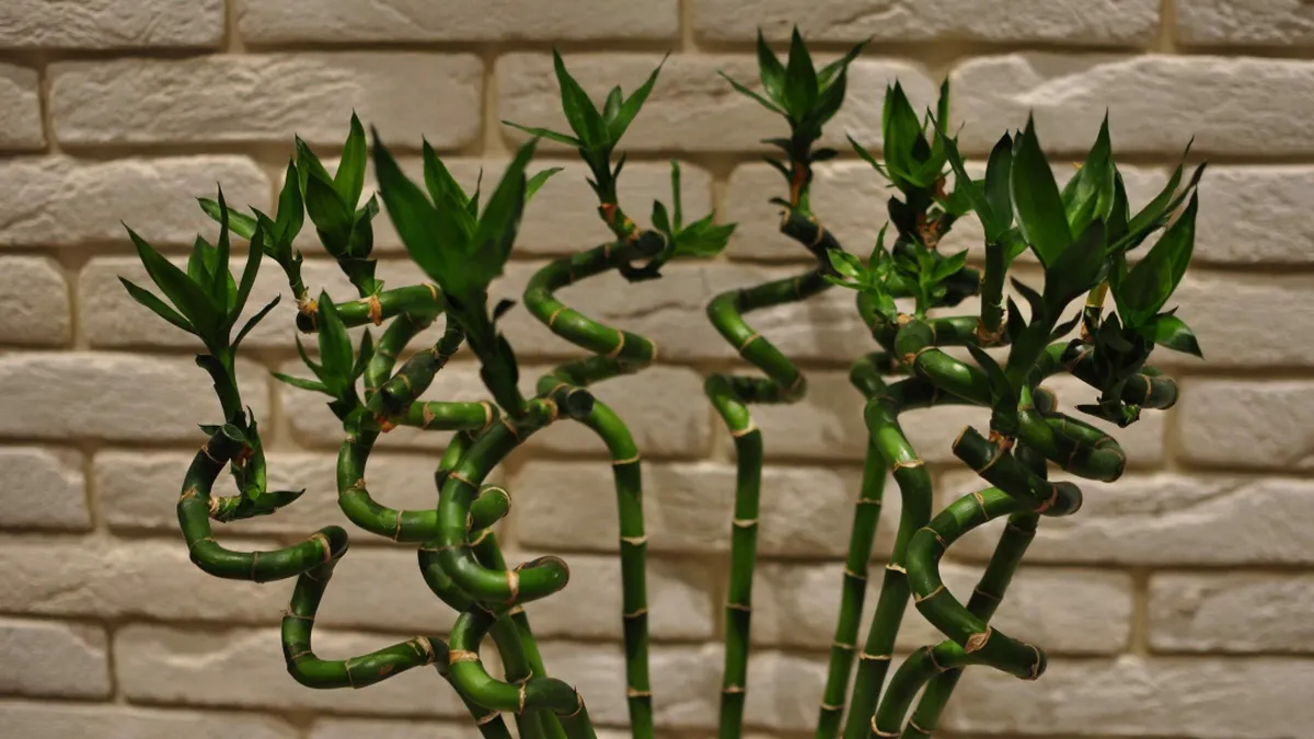 Ce plantă trebuie să ai în casă dacă vrei să dea năvală banii peste tine. Se spune că își face ”efectul” în cinci zile!