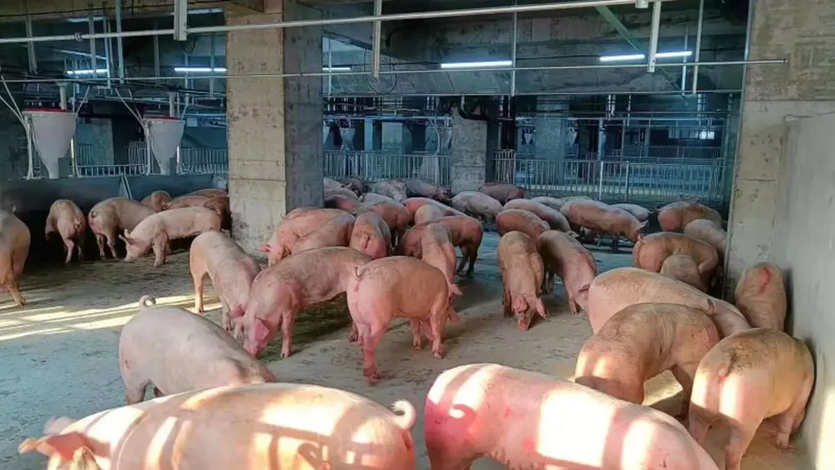 Pesta porcină continuă să facă ravagii. Aproape 10.000 de porci eliminați la o fermă din Olt