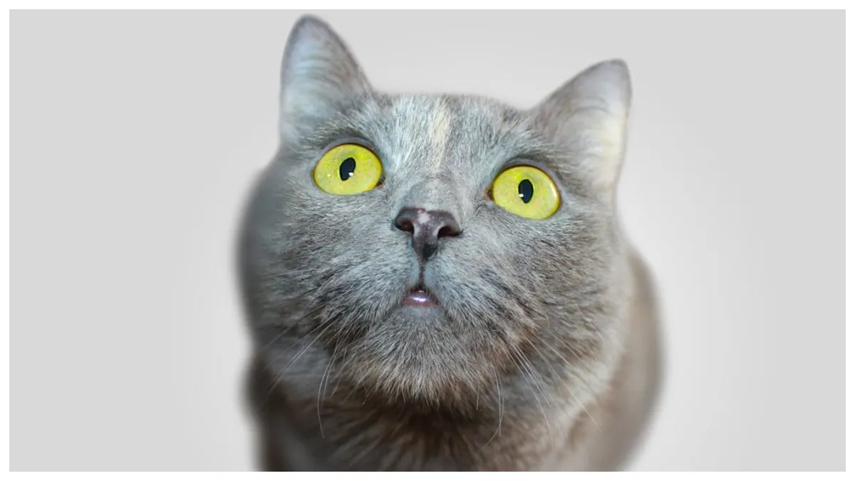 Meseria de veterinar este profesia cea mai căutată în 2025. Ce o face atât de atractivă