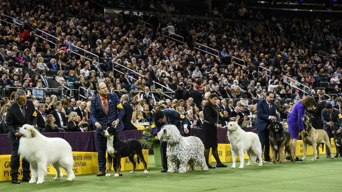 Monty a fost desemnat cel mai frumos câine din lume. Cum arată blănosul care a câștigat cel mai faimos concurs canin din SUA: Este foarte cool