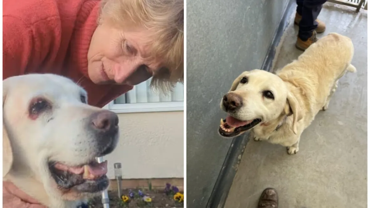 Imagini emoționante! Un cuplu și-a recuperat labradorul furat acum 7 ani: Am păstrat o fotografie cu Daisy pe şemineu