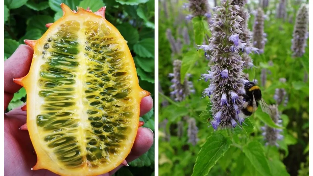 Legume noi pe piaţa românească. De unde provin pepenele cu gust de coniac şi vinetele albe