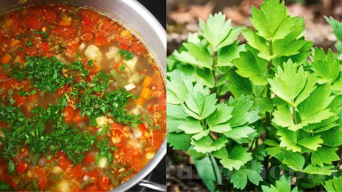 Greșeala pe care toți o fac în bucătărie! De ce nu trebuie să pui leuștean în toate ciorbele