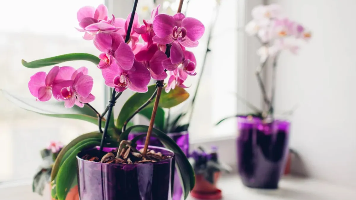 Ingredientul ieftin care ajută orhideele să înflorească frumos și să reziste mai mult. Multă lume îl are în frigider