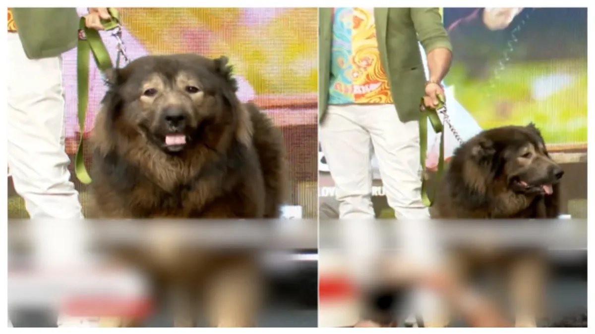 Okami, un câine de 75 de kilograme, a devenit un fenomen mondial la doar opt luni. E cel mai scump câine din lume