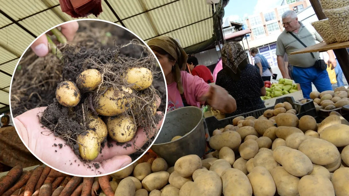 Cât a ajuns să coste 1 kg de cartofi noi românești în post. Prețul cartofilor noi este de 3 ori mai mare decât al celor vechi