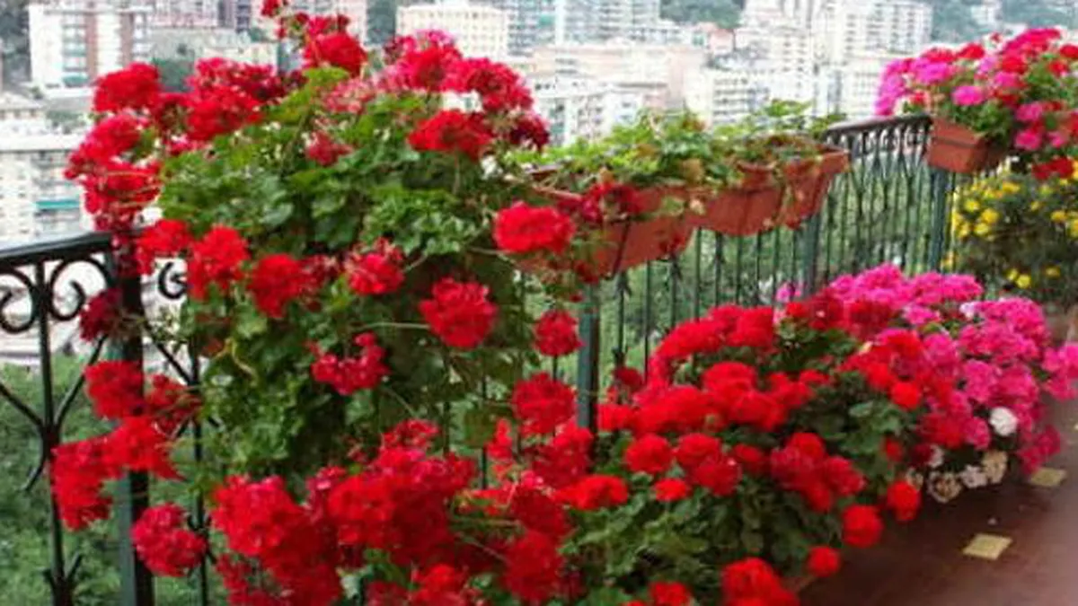 Îngrijirea mușcatelor primăvara. Când le poți scoate în balcon sau în grădină