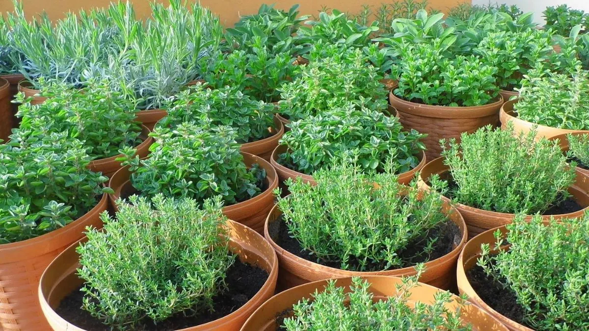 Plante magice: Le sădești o singură dată și te bucuri de ele toată viața!