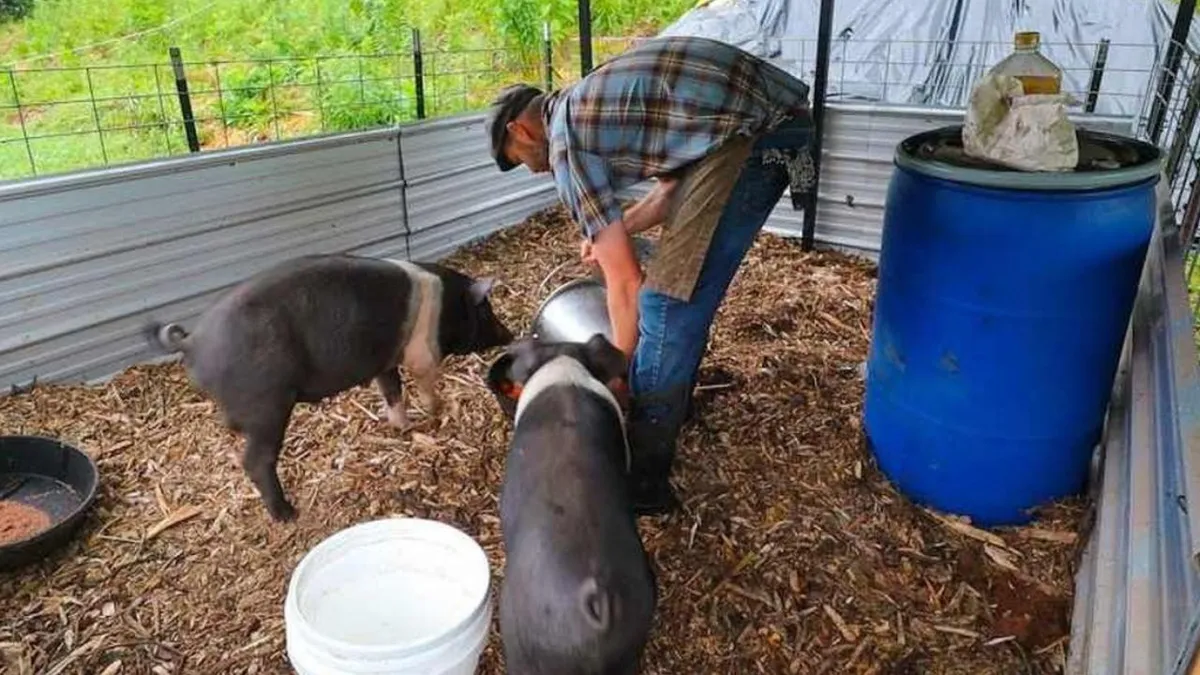 Amenzi uriaşe - între 2.000 şi 6.000 de lei - pentru românii care cresc porci în curte fără să îi declare