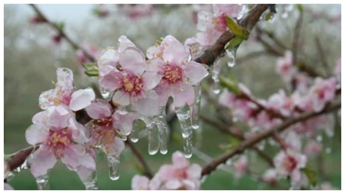 Cum să-ți protejezi pomii fructiferi contra înghețului de primăvară. Metodele gospodarilor pentru protejarea grădinii