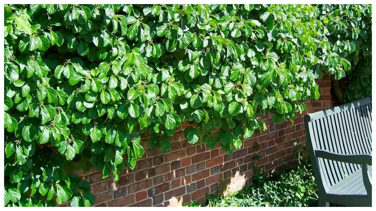 Cum să ai grădina verde, chiar și iarna. Plantele care sunt mereu verzi și îți înfrumusețează grădina