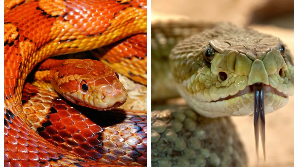 Animalul mai periculos decât ursul și lupul. Trăiește în România și se poate camufla foarte ușor