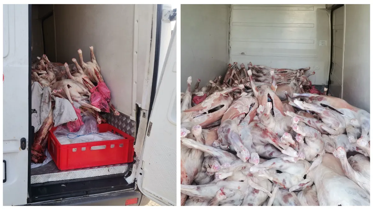 ANSVSA a confiscat peste o tonă de carne de miel fără acte și avize de sănătate. Urma să fie vândută în București