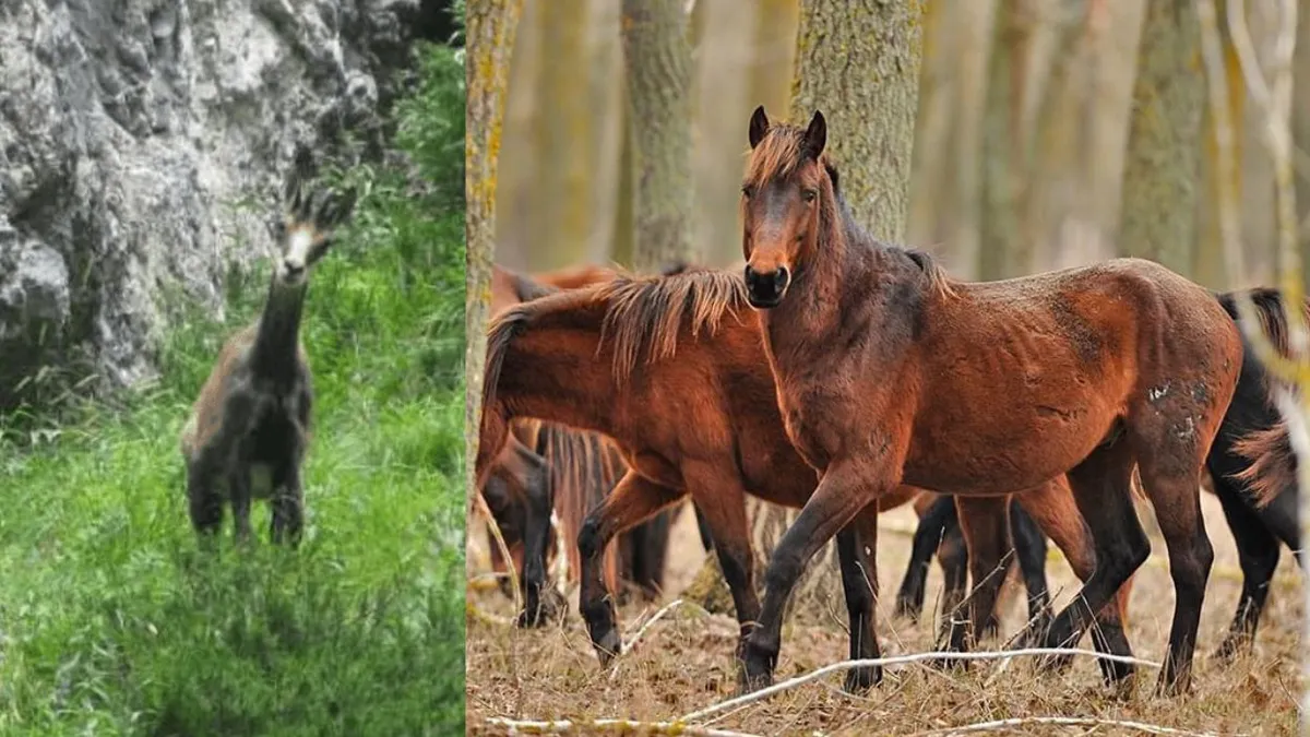 Specia de animale zărită în România care ar putea dispărea curând! Unde o poți întâlni și ce șanse sunt ca aceasta să supraviețuiască