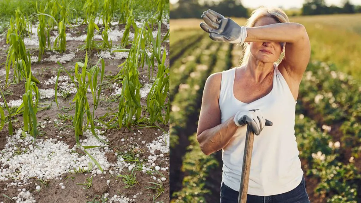 Grindina devastează agricultura. Fermierii cer urgent repornirea Sistemului Național Antigrindină