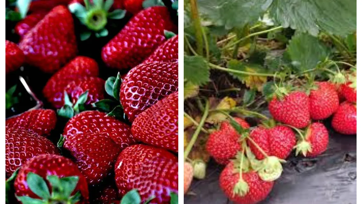 Ce trebuie să pui la rădăcina căpșunilor pentru a obține fructe mari și gustoase. Secretul grădinarilor pricepuți