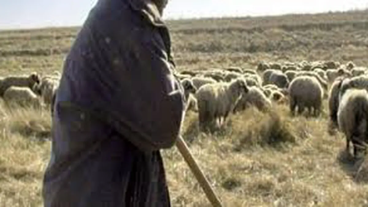 Cioban rănit grav de o grenadă în timp ce-și plimba oile într-un poligon militar