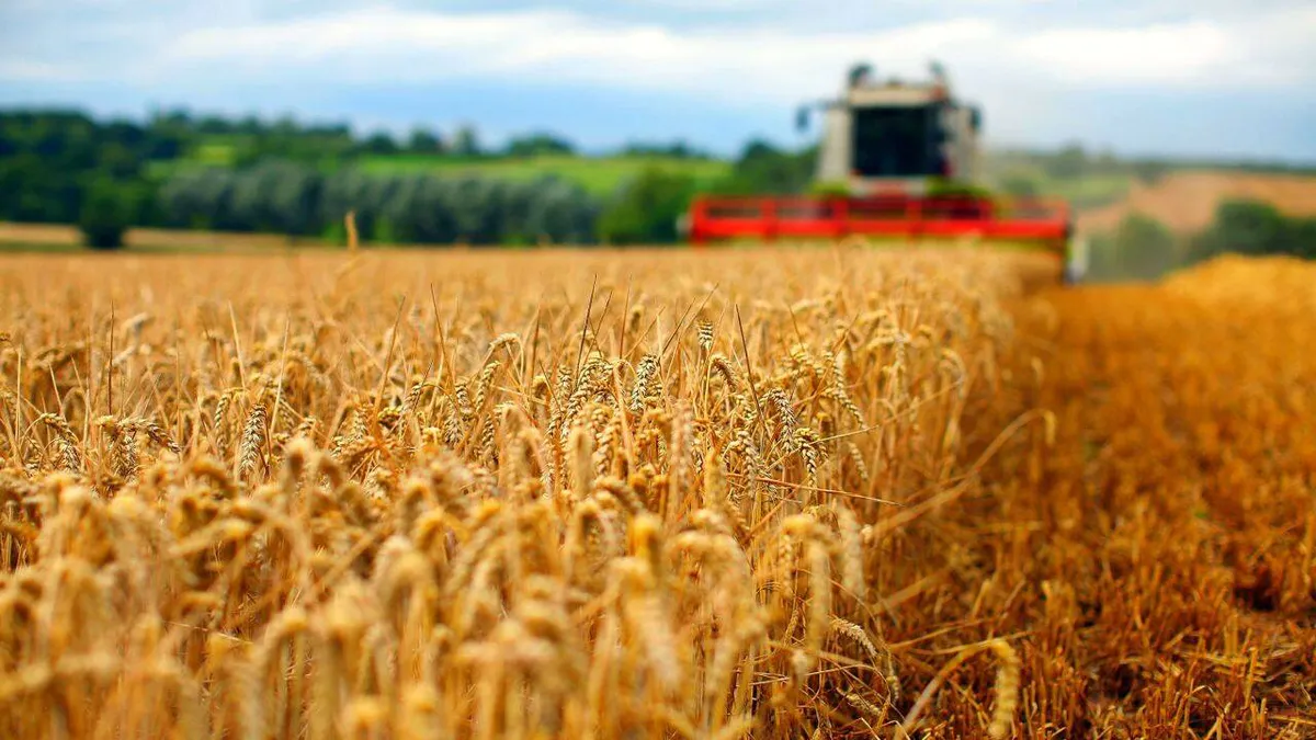 Fermierii români, îngrijoraţi de preţul grâului şi rapiţei: Venim după trei ani de secetă. Dacă nu ieşim pe plus, chiar vom fi într-o situație critică