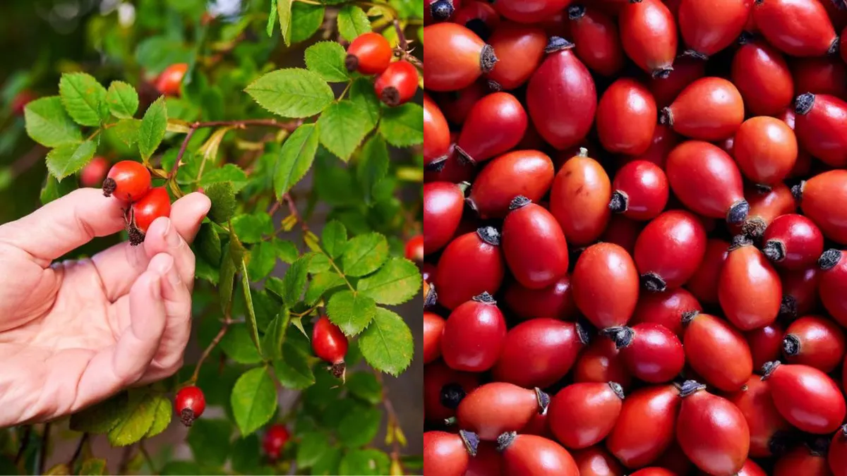 Elixirul roșu care calmează durerea. Măceșele, alternativa naturală la antiinflamatoarele clasice