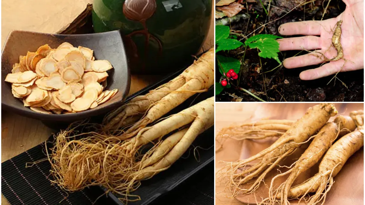 Planta care se vinde cu sute de euro kilogramul, dar pe care nimeni nu vrea să o cultive în România