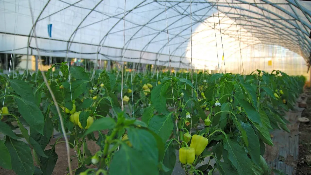 Amenzi de până la 10.000 de lei pentru românii care stau la curte şi vor să crească legume. Regula pe care mulţi o ignoră