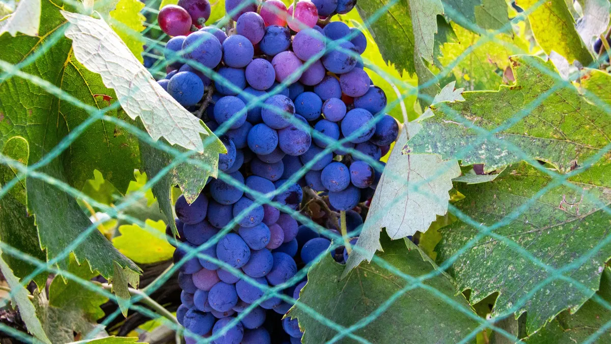 Greșeala banală care îți distruge recolta de struguri. La ce distanță trebuie să plantezi via de gard