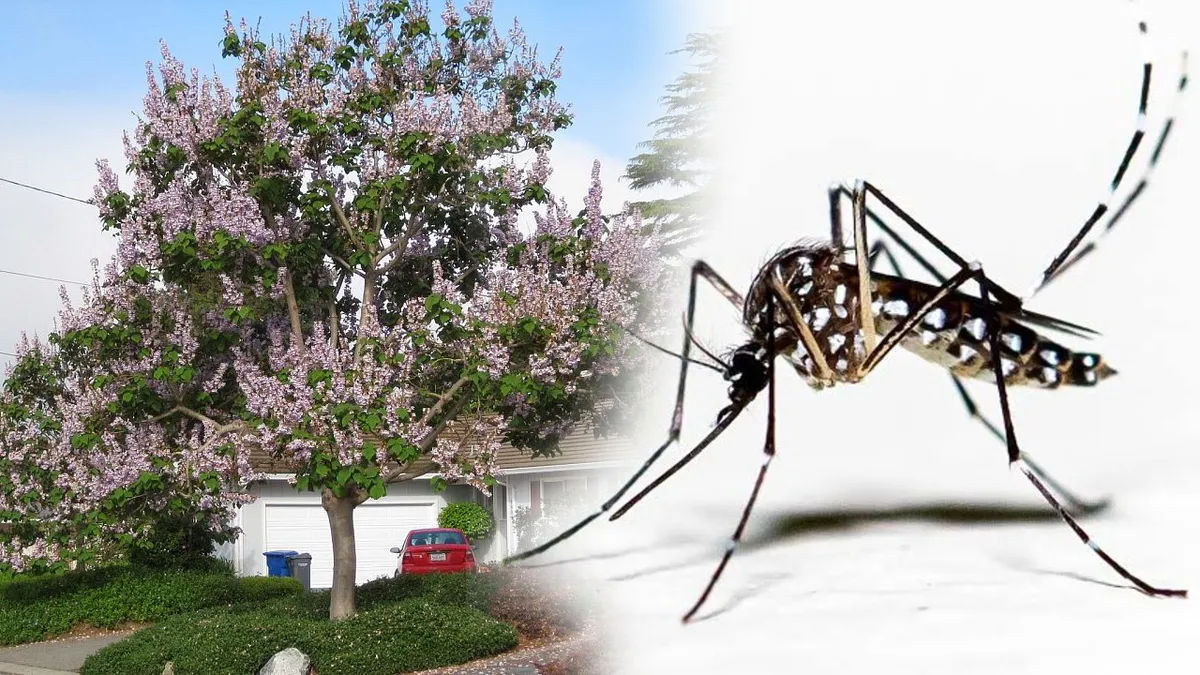 Copacul care îndepărtează țânțarii. Dacă îl ai în curte, nicio insectă nu îți va da bătăi de cap vara asta