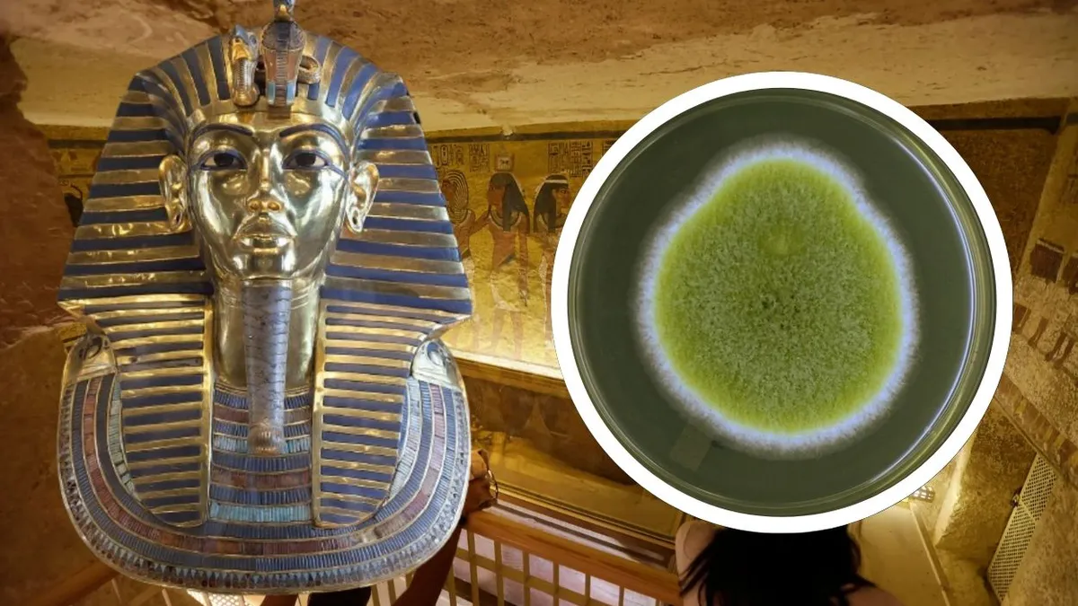 De la blestem la miracol: ciupercă letală găsită în mormântul lui Tutankamon, transformată în remediu împotriva cancerului