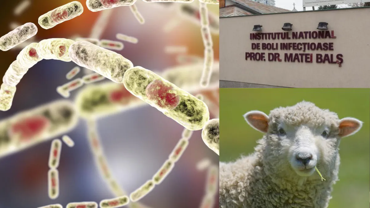 Alertă sanitară în România: posibil caz de antrax la Institutul „Matei Balș”. O femeie a murit după ce a mâncat carne de oaie