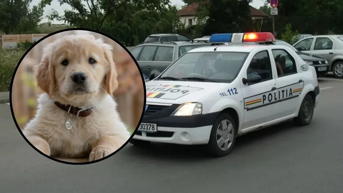 Un polițist din Bihor a ucis un câine cu mașina de serviciu. Tot proprietarul animalului a primit amendă
