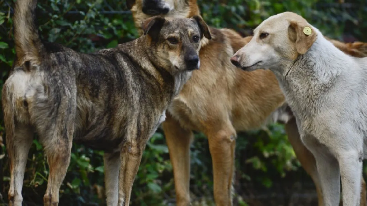 Situație șocantă în județul Vaslui: o sută de câini au fost eutanasiați ilegal în cadrul unui adăpost public