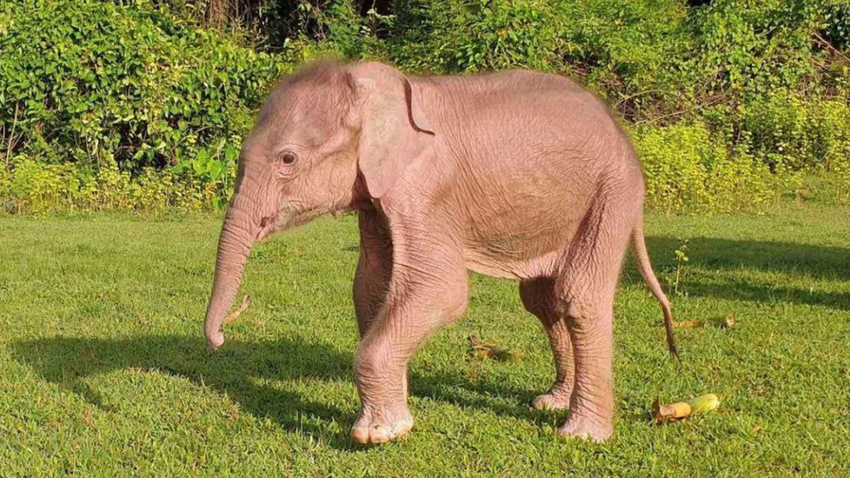 Directorul unei renumite rezervații din Africa de Sud, ucis de un elefant