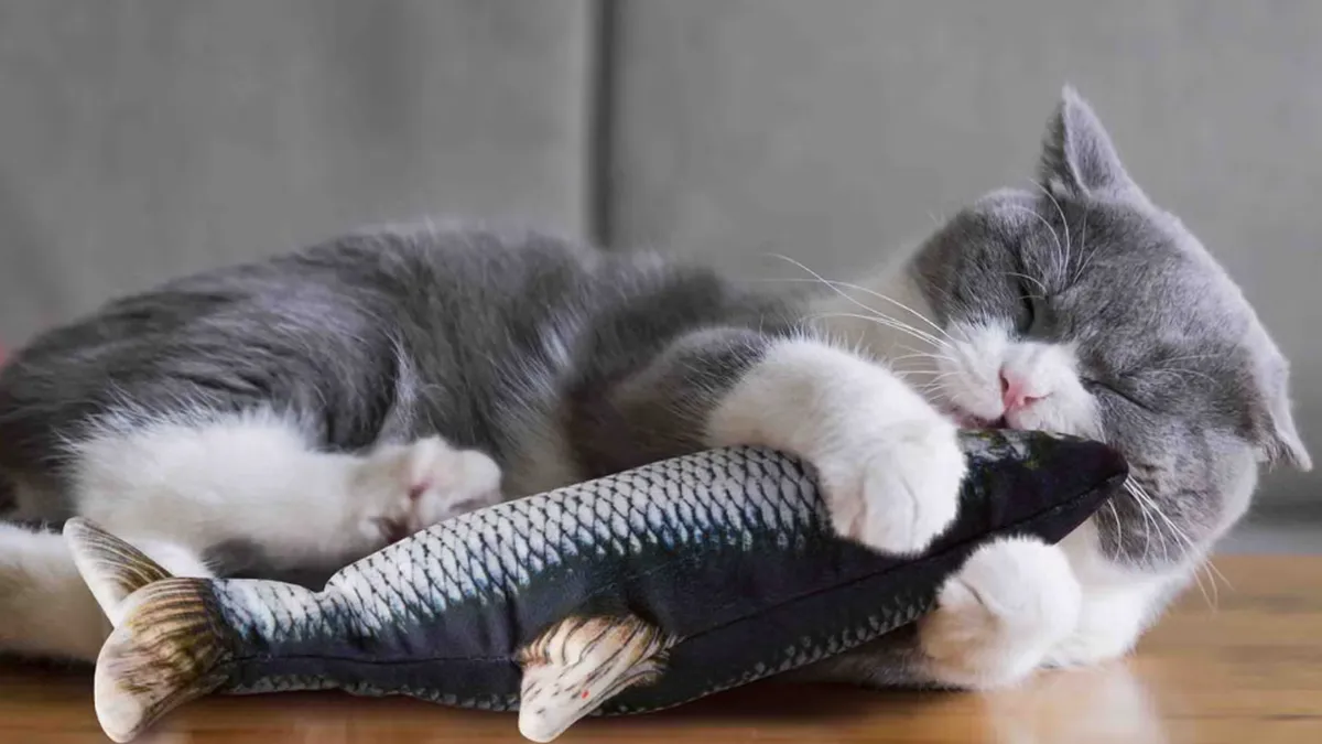 Vânzările de produse pentru pisici au crescut cu 19%  în 2025