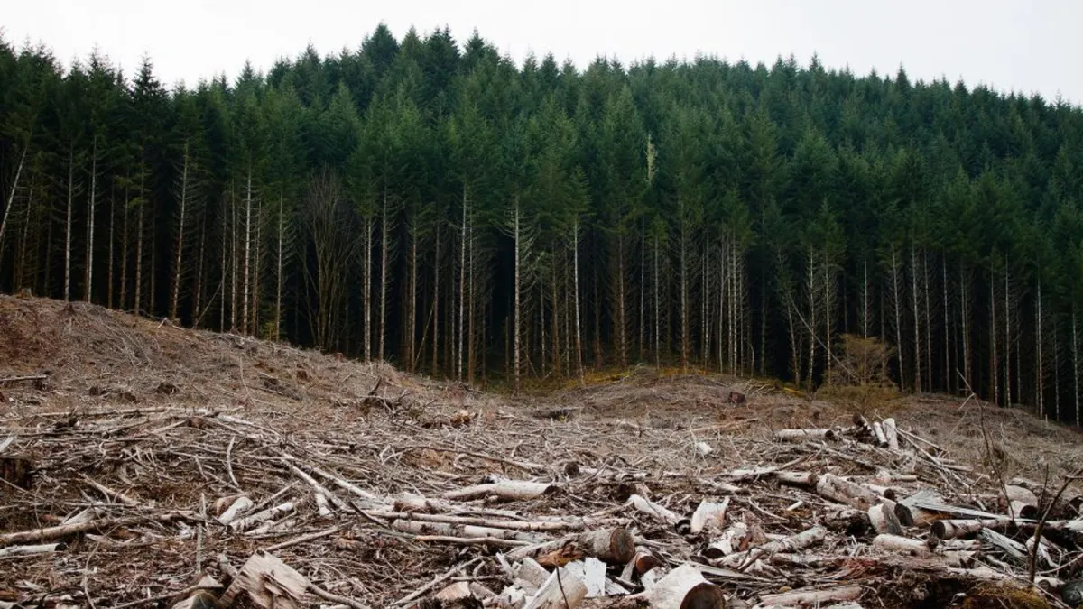 Pădurile din România dispar! Defrișări masive în ultimii 25 de ani
