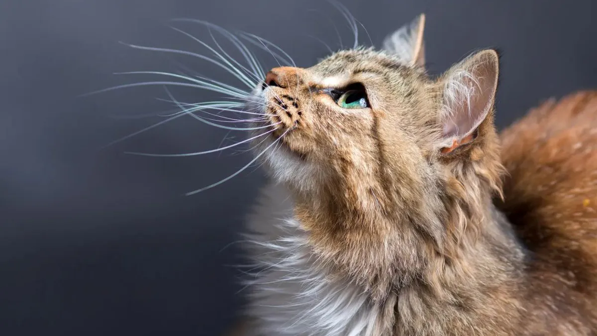 Ziua Internațională a Pisicilor, 8 august. Lucruri pe care nu le știai despre aceste animale