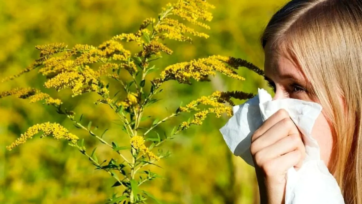 Ambrozia afectează peste jumătate de milion de români. Cum poți să te protejezi de efectele sale