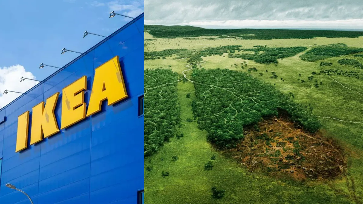 „IKEA amenință ultimele păduri prețioase din România”, arată o investigație Greenpeace