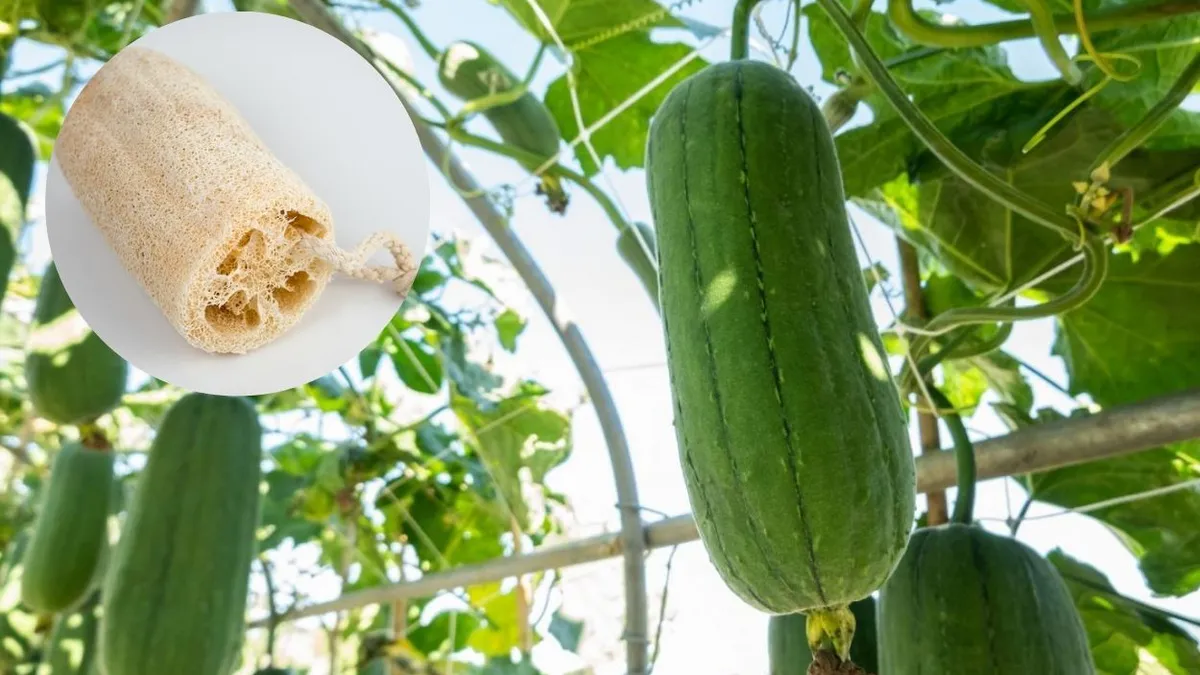 Producătorii români au adus pe piața locală o legumă din Uzbekistan. Se vinde cu până la 30 de lei bucata