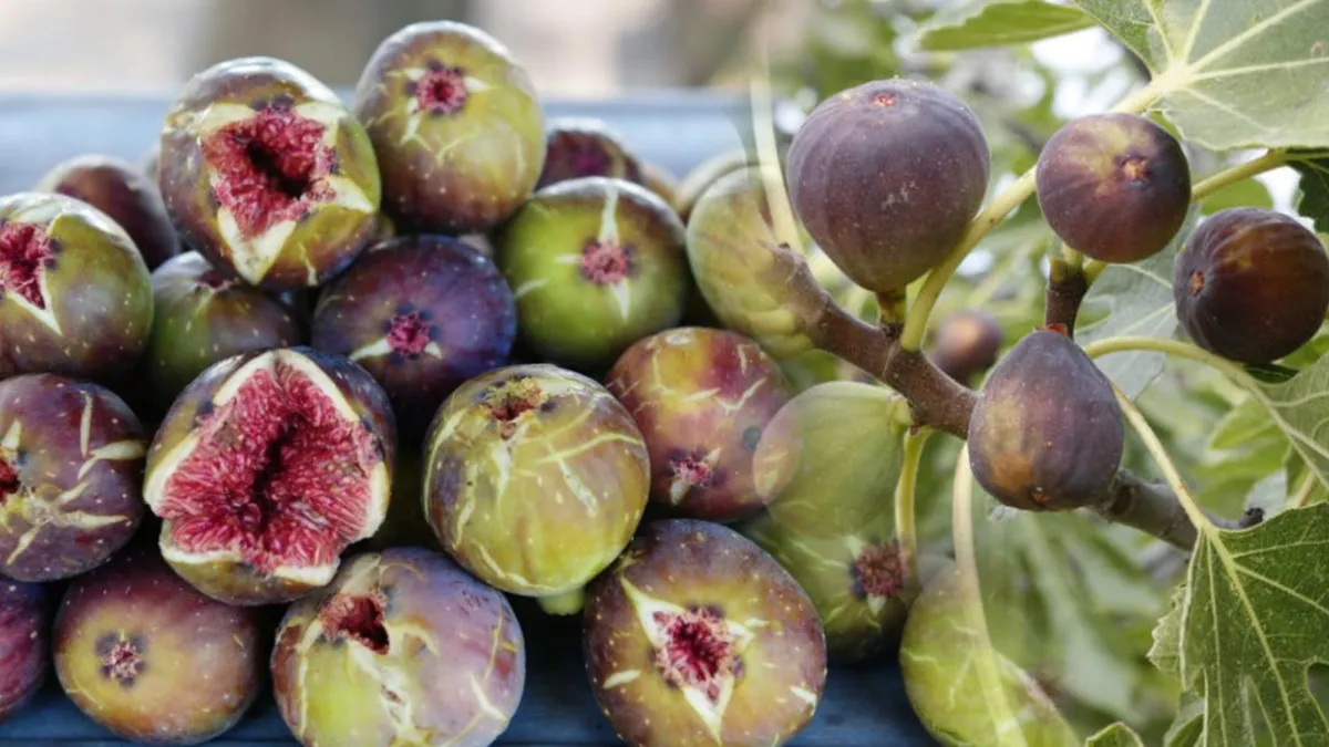 Efectele uimitoare pe care le au smochinele. Ce spun nutriționiștii despre beneficiile acestor fructe