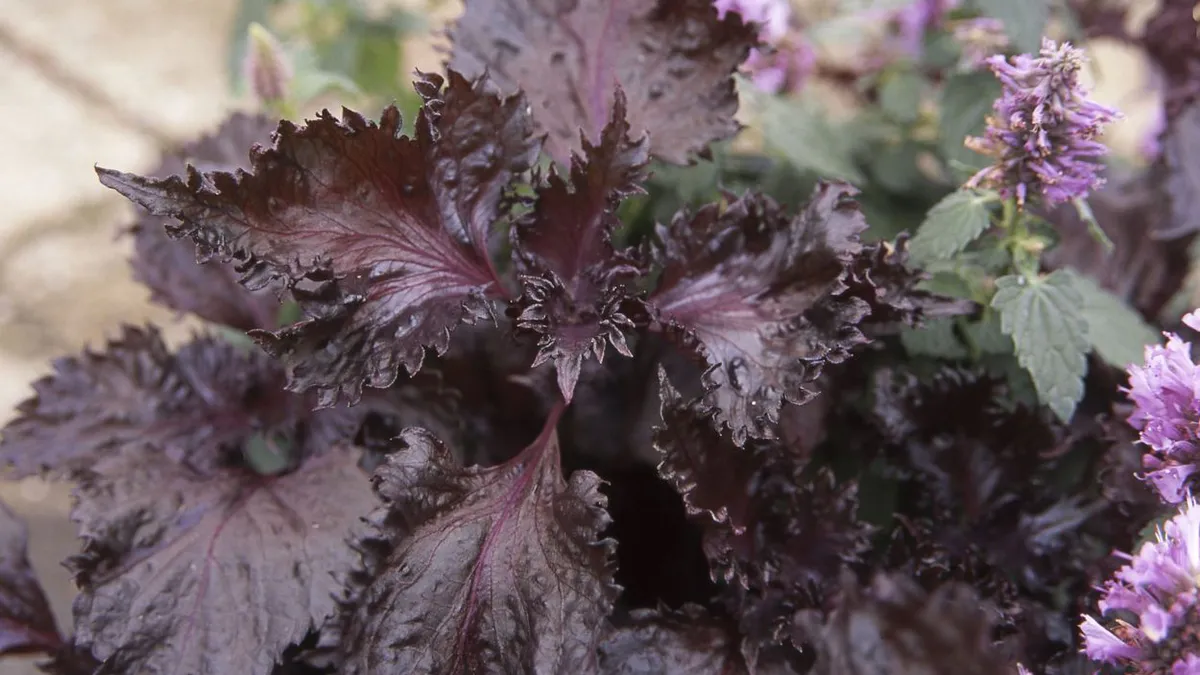 Planta miraculoasă din România care este la mare căutare în lume. „Urzica din Coreea” are beneficii culinare și medicinale