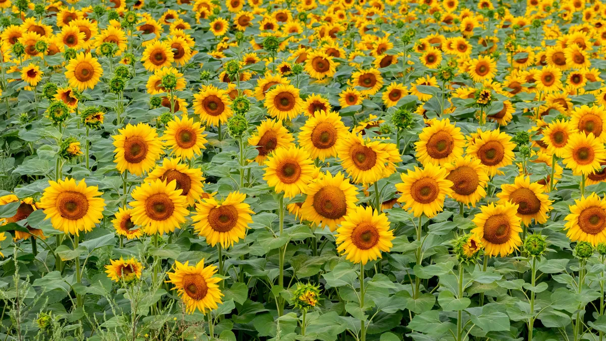 Floarea-soarelui este cea mai profitabilă cultură din 2025. Pe ce locuri se află grâul şi porumbul