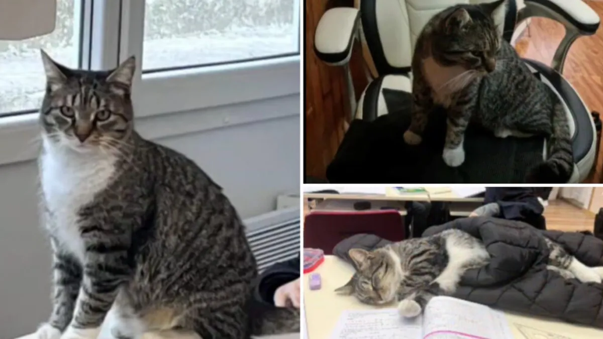 Mișu, motanul-elev. „Școlarul” participă la ore și se bucură de atenția tuturor: „Este mascota școlii”