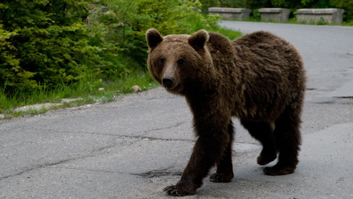 Urşii care pătrund în interiorul oraşelor vor putea fi împuşcaţi. Ordonanţa de Urgenţă prevede şi amenzi pentru cei ce îi hrănesc în locuri nepermise
