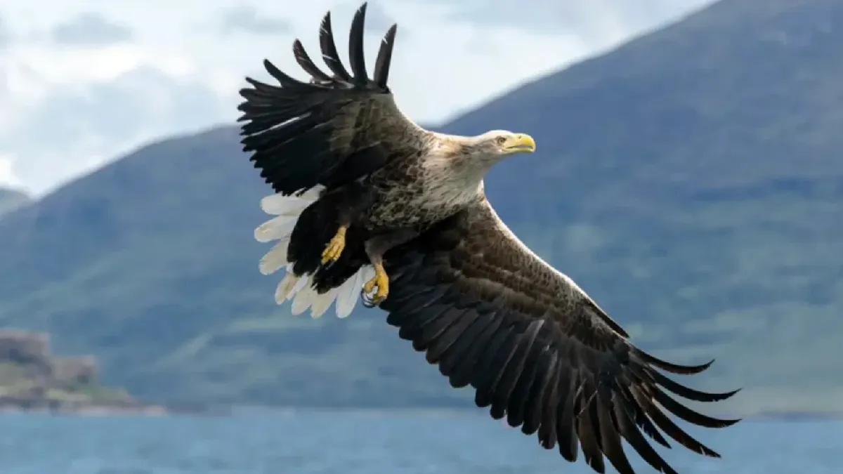 Vulturul sur revine în România după mai bine de 70 de ani. Proiect de reintroducere în Munții Făgăraș