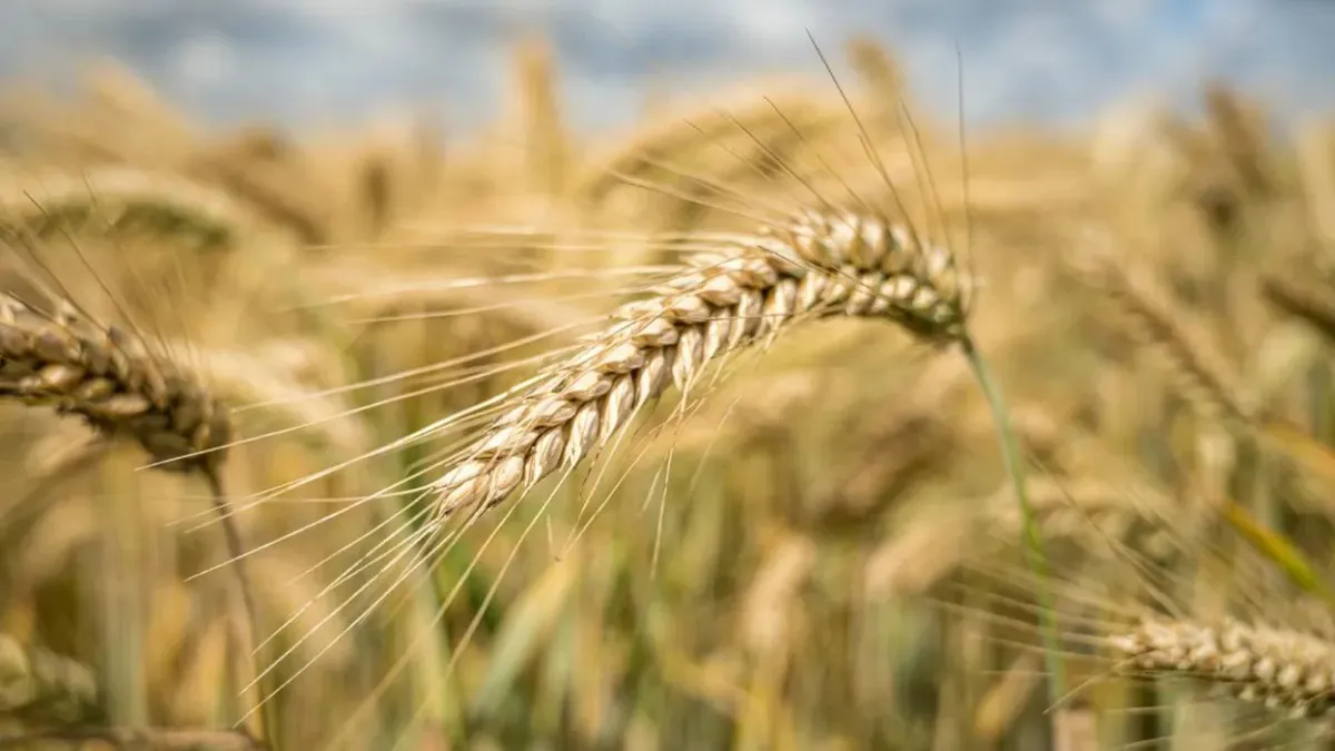 Criza de încredere amenință agricultura românească. Fermierii, procesatorii și statul, sub presiune