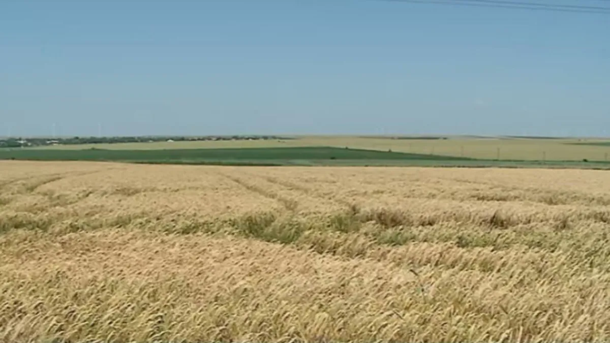 Agricultura începe să schimbe balanța comercială a României. BNR: Exporturile de materii prime agricole au crescut cu 13,9%