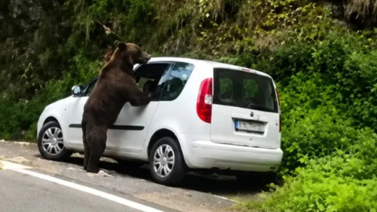 Un urs a spart geamul unei mașini pe Transfăgărășan și a distrus interiorul în căutare de hrană